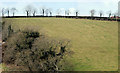 Surviving fields, Banbridge (2)