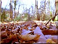 An Autumnal Carpet