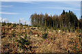 NX8086 : New planting in Dalmacallan Forest by Walter Baxter