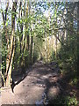 Footpath in Hurst Wood