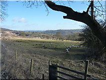 SK2856 : Sheep in fields above Cromford by Peter Barr