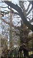 Trees beside the High Weald Walk near Harwarton Farm