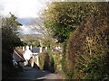 Catkins over Whitehill Road