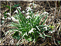 Snowdrops in Langstone