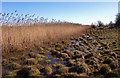 Reeds at Newshot Island, River Clyde