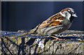 Male House Sparrow - Llantwit Major