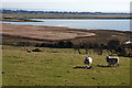 Grazing near Pant farm