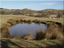 SD6346 : Pond Near Dinkling Green by Bob Jenkins