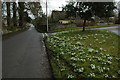 Snowdrops in Hawling