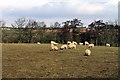 Grazing Land at Powerhouse Terrace.