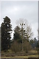 Tree with Mistletoe, near Eastnor Castle