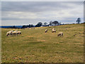 Farmland off Old Hall Lane