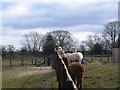 Alpacas at Brookridge Farm