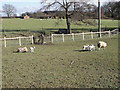 New born lambs at Redlands Farm, Horam, East Sussex.