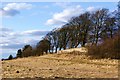 Trees and field alongside Tow Law cemetery