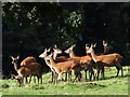 Red Deer Above Ellicombe