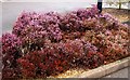 Heather flowerbeds at the Family Farm Services