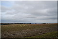 A field of stubble