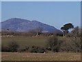 View across farmland towards a standing stone