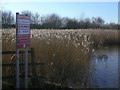 Reedbed in the lake