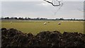 Sheep grazing near Cuckoo Farm