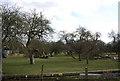 An orchard, Whitehall Farm