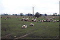 TQ9929 : Sheep feeding on sugar beet by N Chadwick