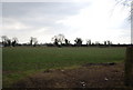 Field of Sugar Beet, Snargate Lane