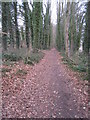 Path by Rooksdown Lane