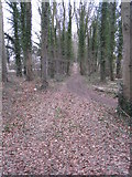 SU6154 : Pathway through the trees by Mr Ignavy