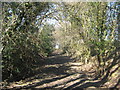 Footpath towards Honglands