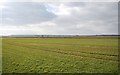 TQ9827 : The flat landscape of the Romney Marshes from Snargate Lane by N Chadwick