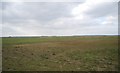 View from Brack Lane of The Romney Marshes