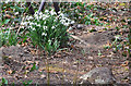 Snowdrops at Forest Farm