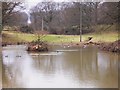 Pond at Mitchell Park Farm