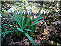 Llanrhaeadr: Snowdrops near St.Dyfnog