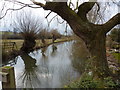 Pollarded willows at mill pond, Dover Beck