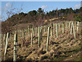 Young trees above former sand quarry