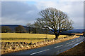 Tree and pasture at Riddings