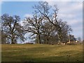 Trees in field, Redlynch