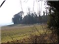 Woodland above sloping fields