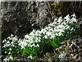 Snowdrops at Glenaldie House