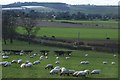 Sheep grazing on the edge of the village