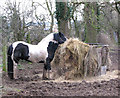 Piebald pony munching hay