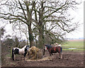 Ponies grazing pasture south of Hill Farm