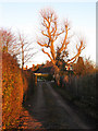 Late Evening Sun, Clavering Walk