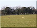 Brown Hare (Lepus europaeus), Cobley