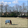 Grazing near Spring Hill, Wolverhampton