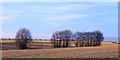 Arable land with trees