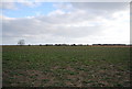 TQ9324 : A field of Sugar Beet, near the Royal Military Canal by N Chadwick